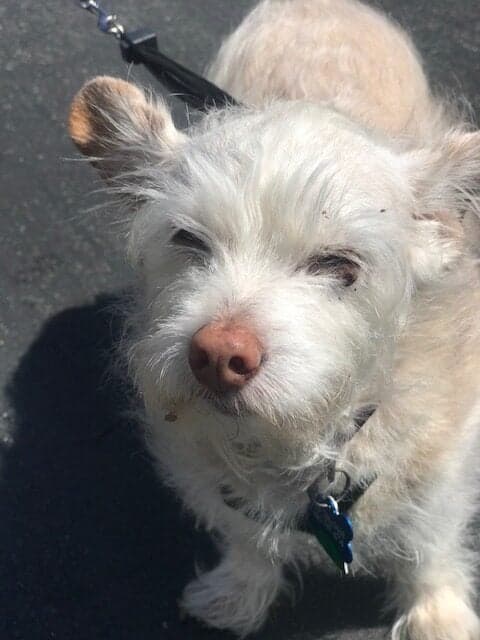 Olive: dog up for adoption