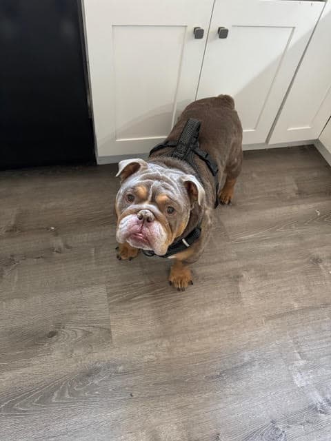 Ozzie