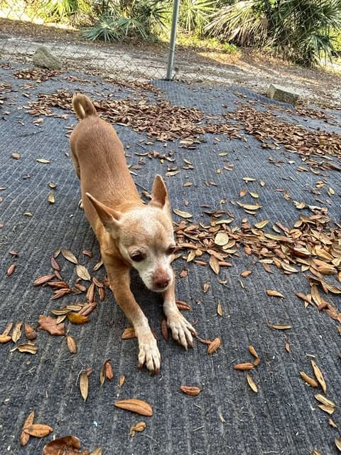 Cinnamon ADOPTION PENDING