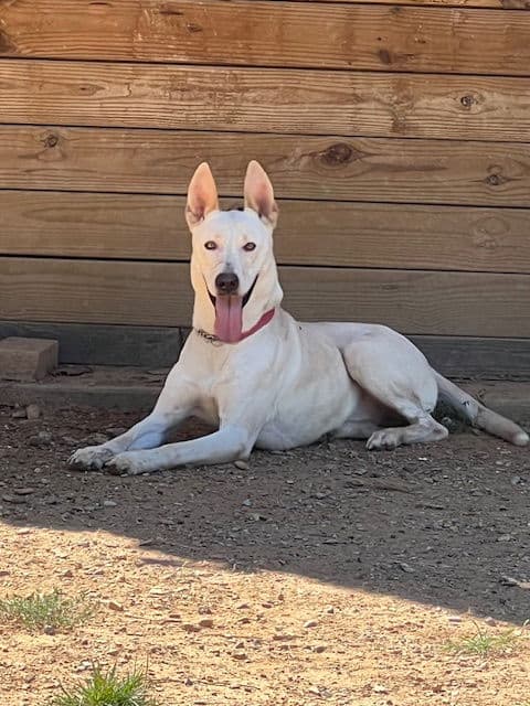 Goose - German Shepherd Dog