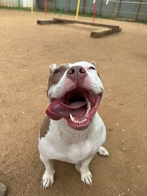MOO up for Adoption