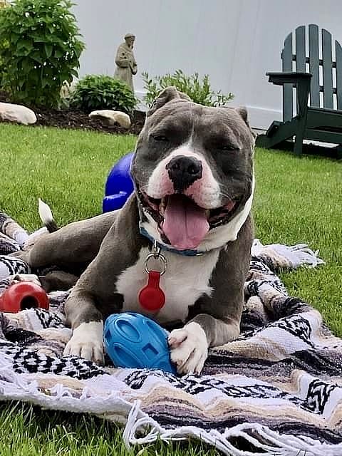 Sweet Blue Pittie Rescued from Deplorable Living Conditions, Now Seeks Loving Home