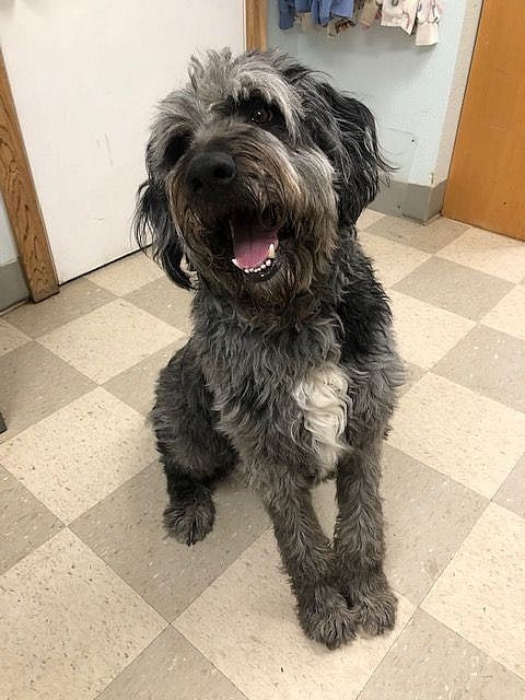 Brutus