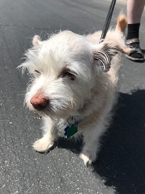 Olive: dog up for adoption