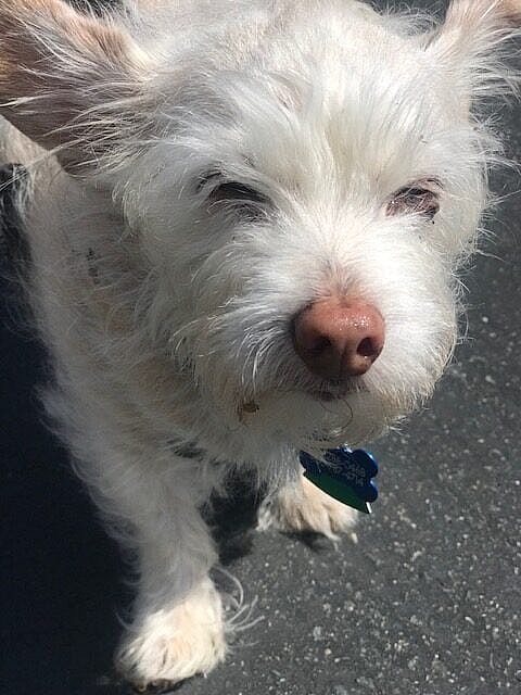 Olive: dog up for adoption