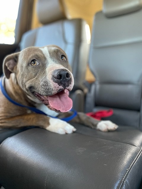 Dog up for adoption: Mama Coco Abandoned in Vacant Home With Her Pup; Now Stuck in Shelter for 5 Months Waiting for Love