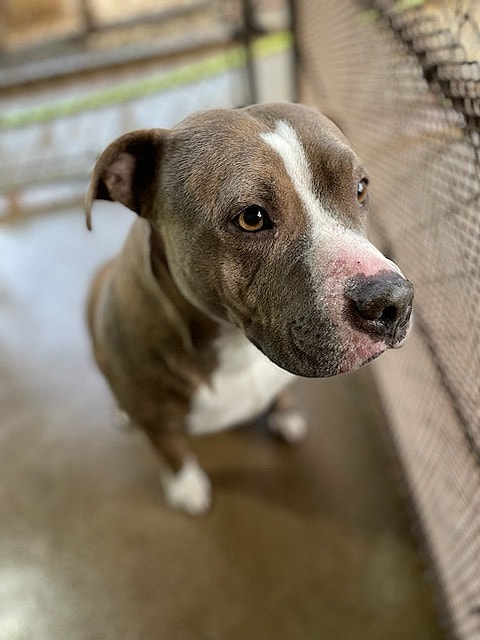 Dog up for adoption: Mama Coco Abandoned in Vacant Home With Her Pup; Now Stuck in Shelter for 5 Months Waiting for Love