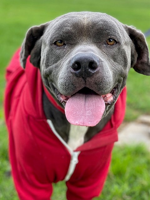 Zeppelin up for Adoption