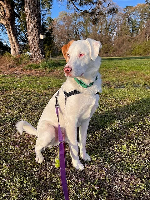 Tundra up for Adoption