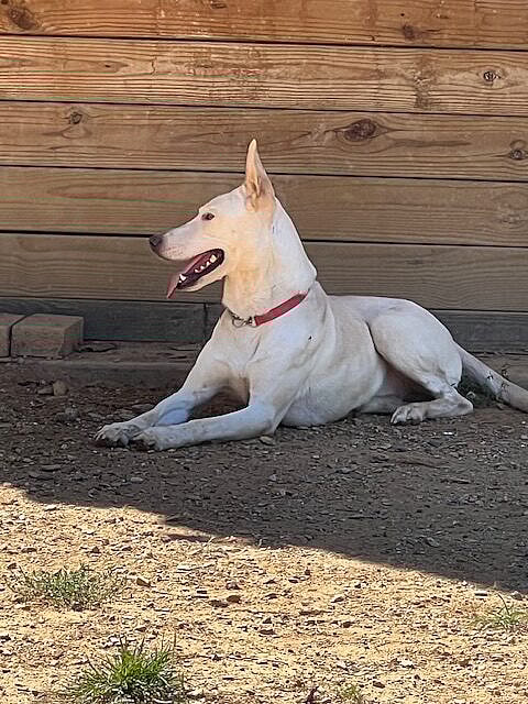 Goose up for Adoption