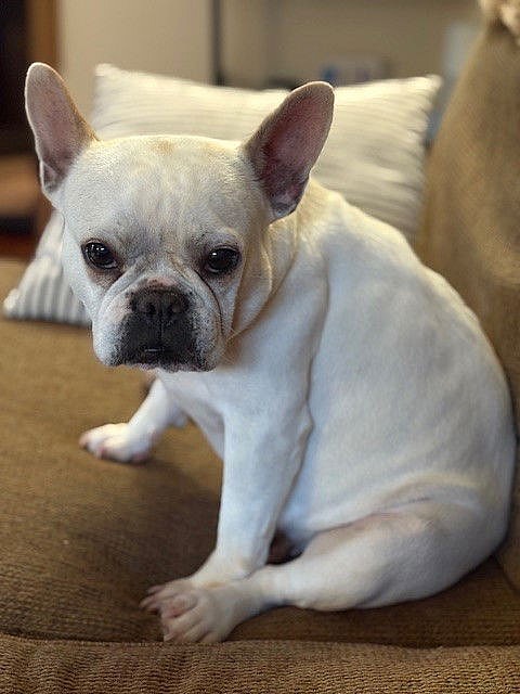 Martha - French Bulldog