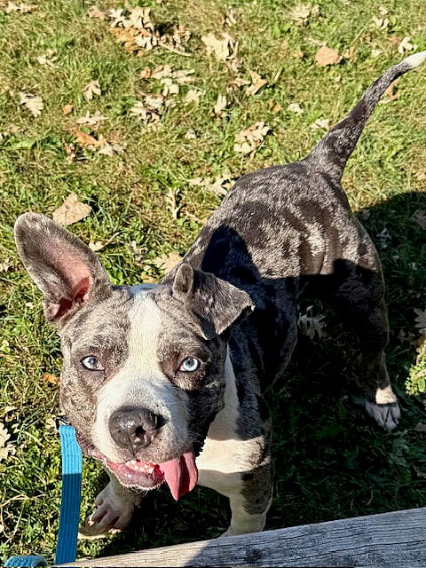 Star - American Pit Bull Terrier
