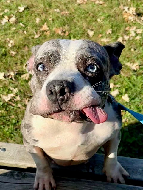 Star - American Pit Bull Terrier