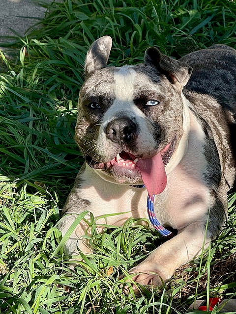Star - American Pit Bull Terrier