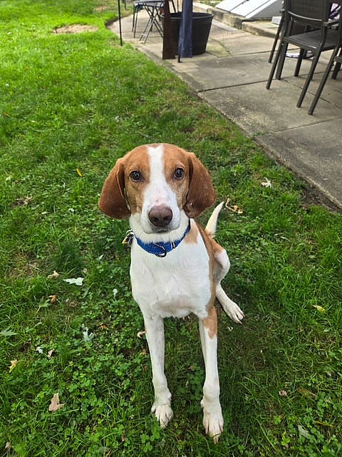 Pistachio - Handsome Hound! - Hound