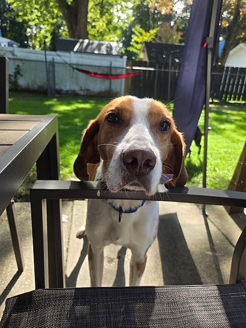 Pistachio - Handsome Hound! - Hound