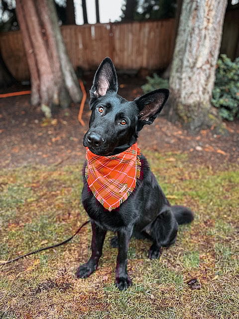 Reese - German Shepherd Dog