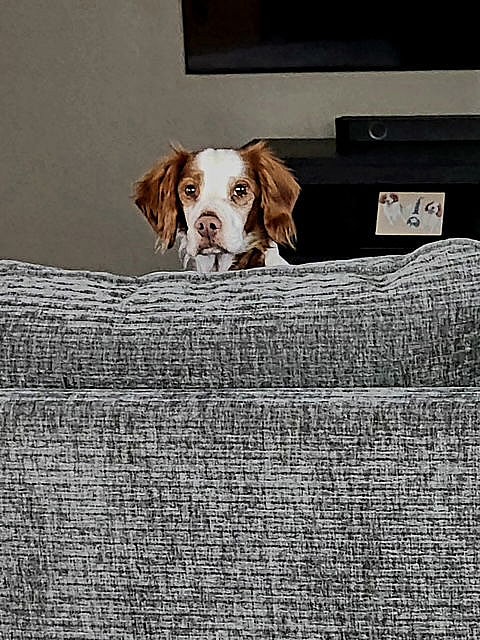 KY/Chance - Brittany