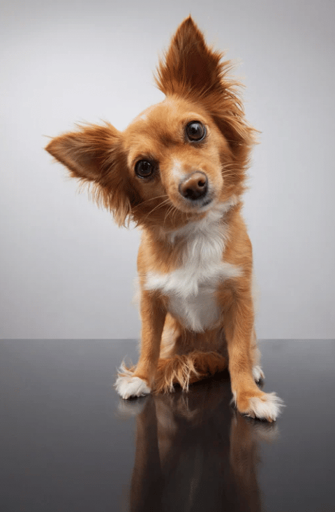 dog's ear up