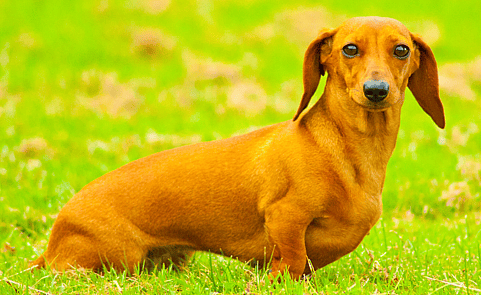 a Smooth-haired dachshund - Do Dachshunds Shed