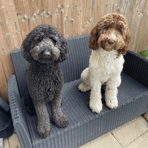 Sulley & Dug the labradoodles