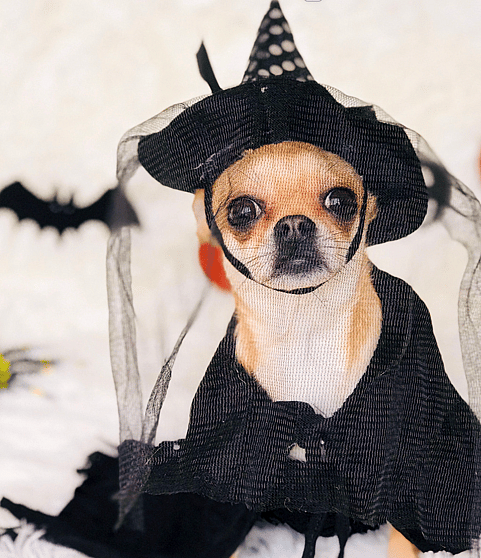 Gothic Names for Dogs