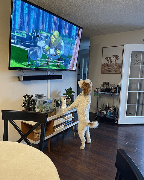 Hendricks the Moyen Parti Poodle