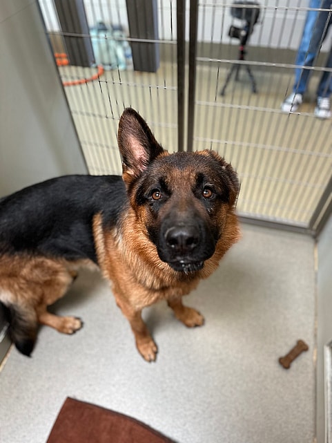 One-Eared German Shepherd