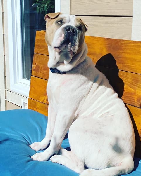 gary the pit pei