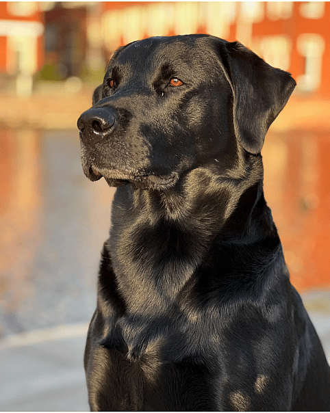 Black Labrador Retriever