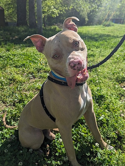 Harley up for Adoption