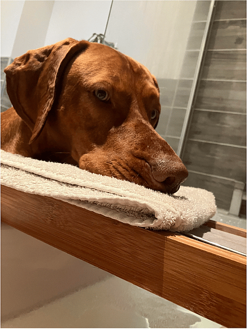 The Unseen Struggle of Velcro Dogs