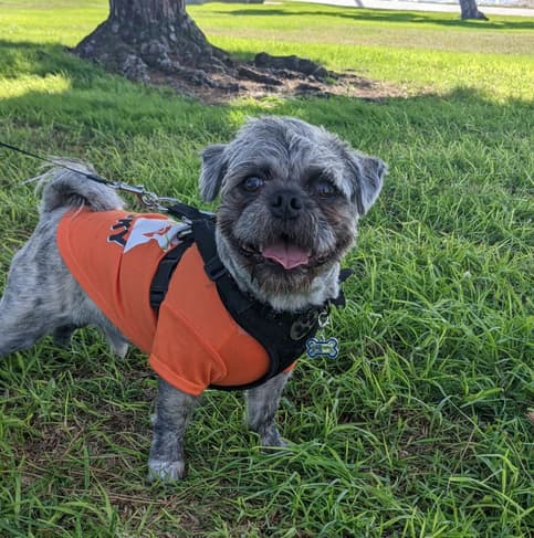 Chewie the Pugapoo