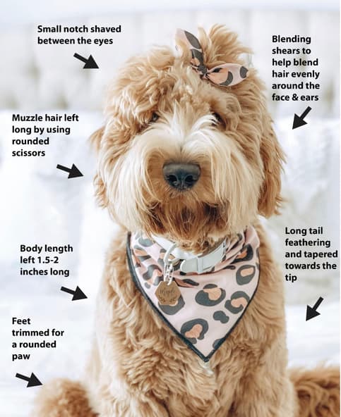Teddy Bear Goldendoodle Haircut