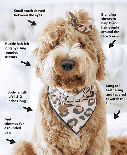 Teddy Bear Goldendoodle Haircut