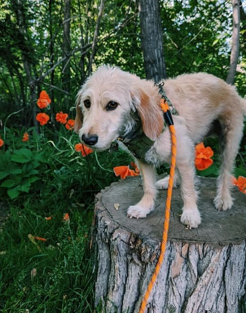 Bassetoodle