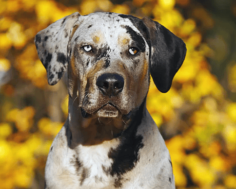 Sectoral heterochromia