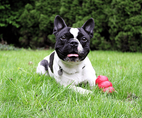 Best Toys to Keep Your French Bulldog Entertained