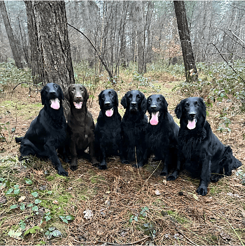 Flat-Coated Retriever