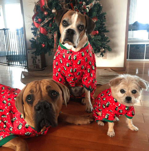 Rocky's dogs