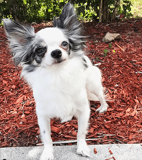 Long-Haired Chihuahua