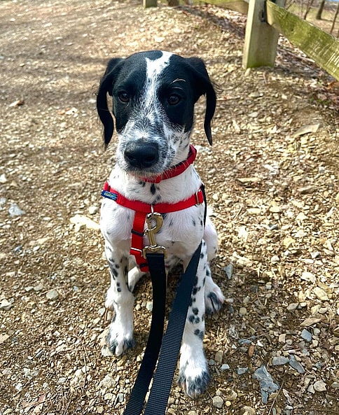 dunkin the dalmadoodle