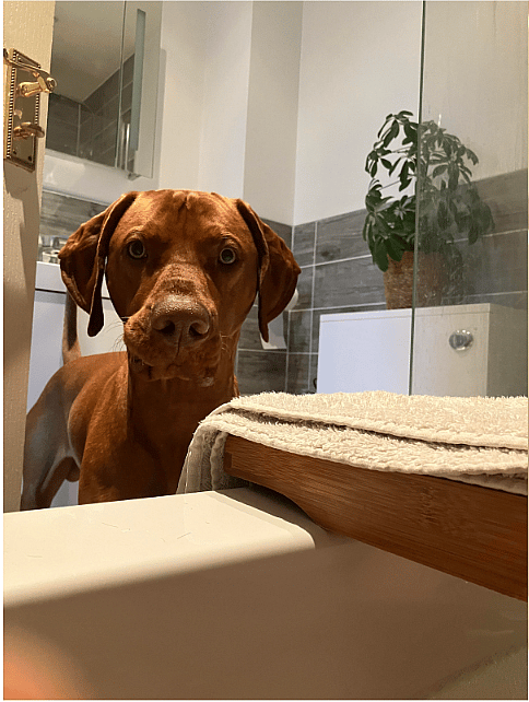 The Unseen Struggle of Velcro Dogs