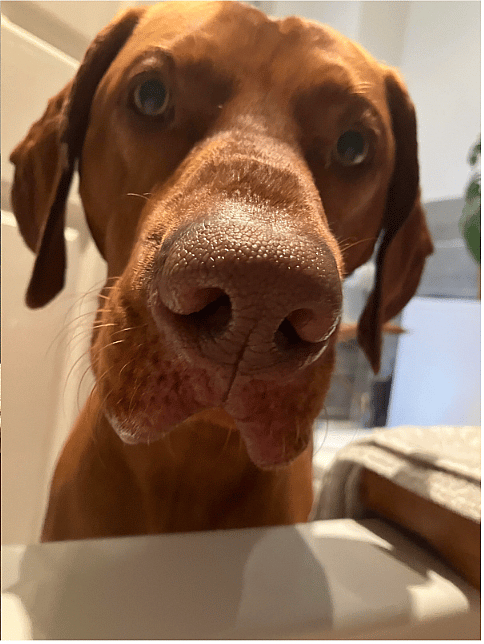 The Unseen Struggle of Velcro Dogs