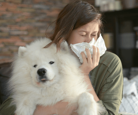 Hypoallergenic Breeds