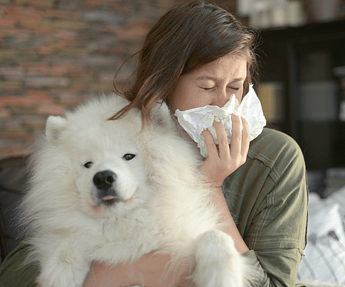 Hypoallergenic Breeds