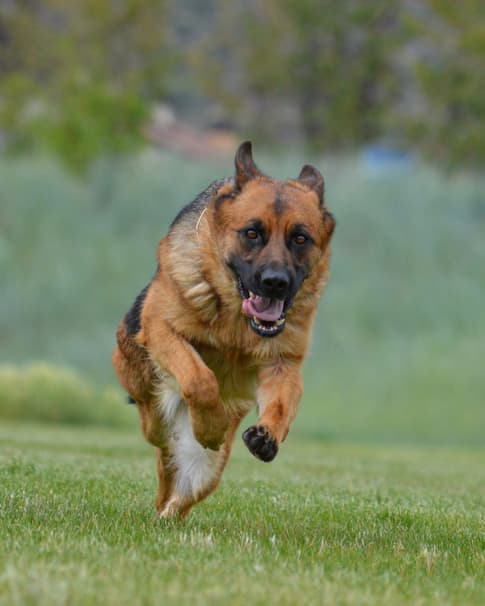 Red German Shepherd
