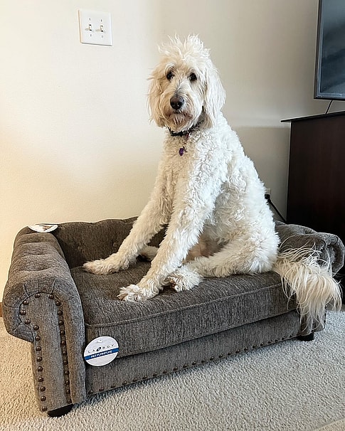 Lucy the F1b Labradoodle