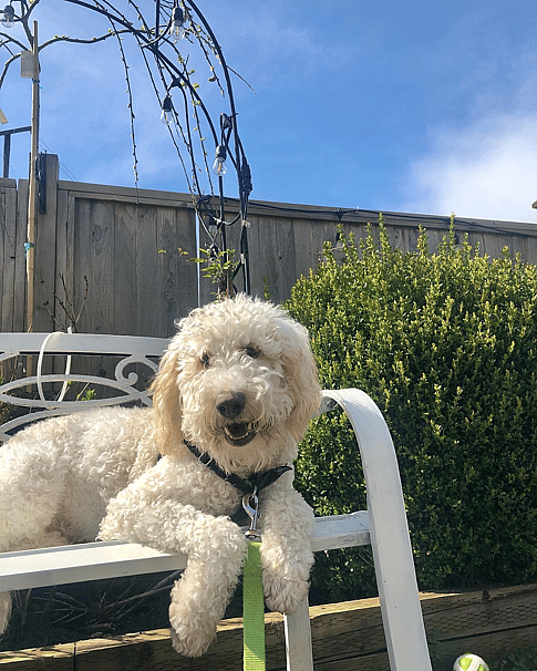 Ozzy the Medium White Labradoodle