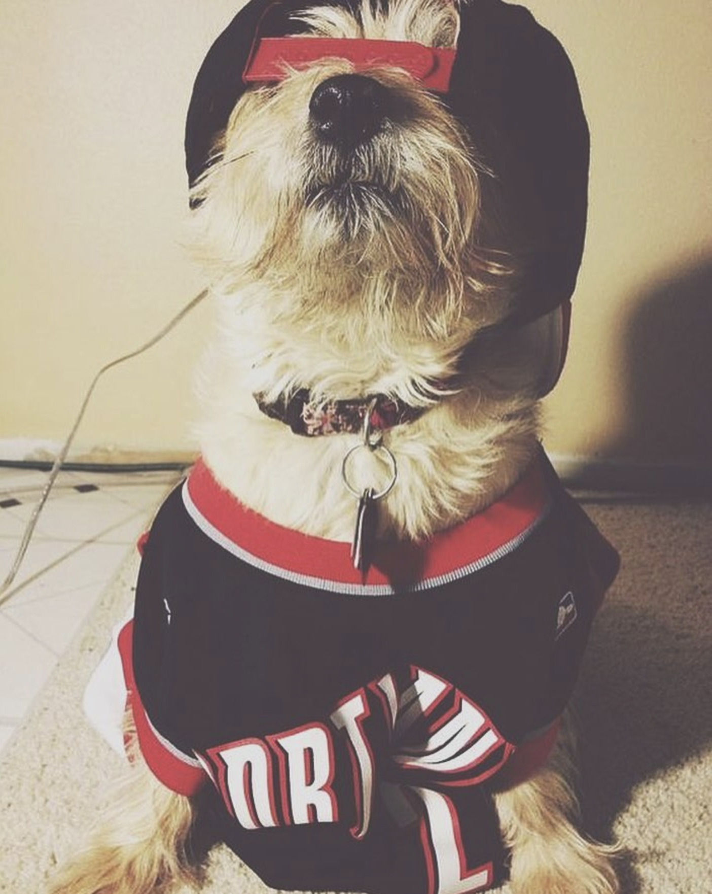 Portland Trail Blazers Dog Names